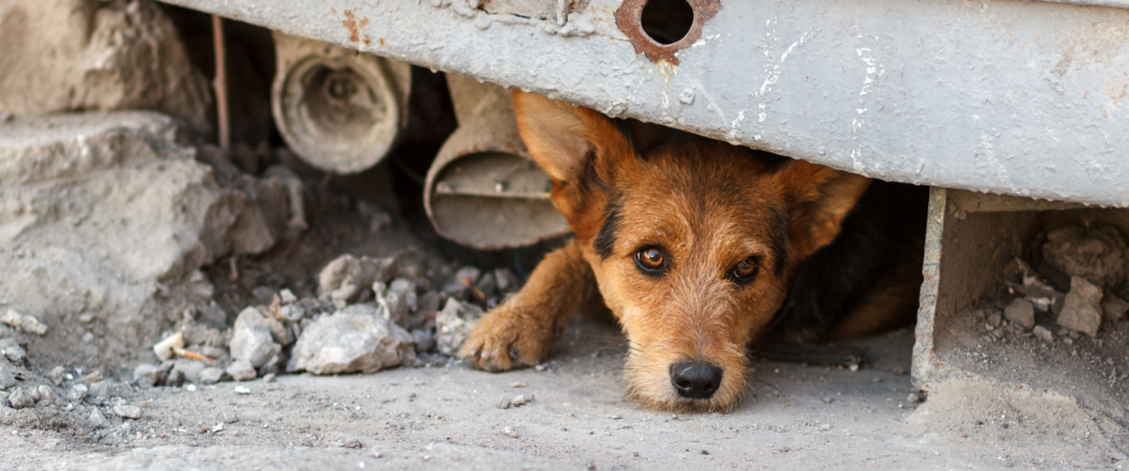Stichting dierennood