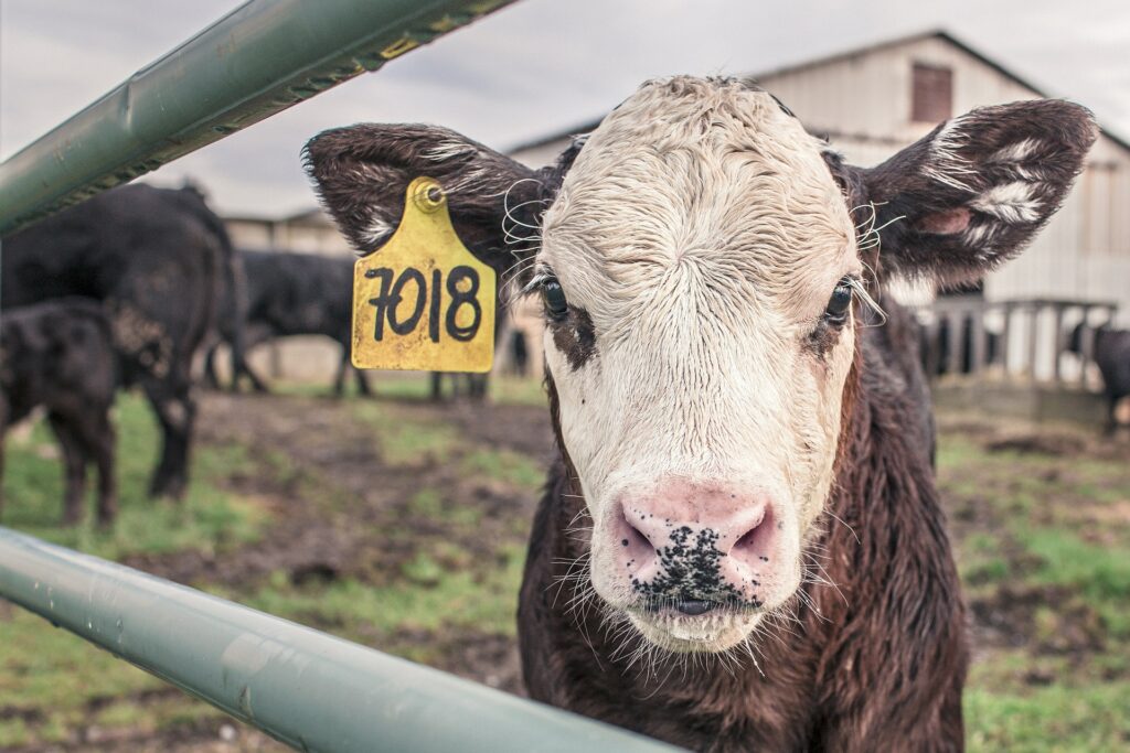 Een mediator helpt, Tineke van der Wal, Boerderij Casus foto 1